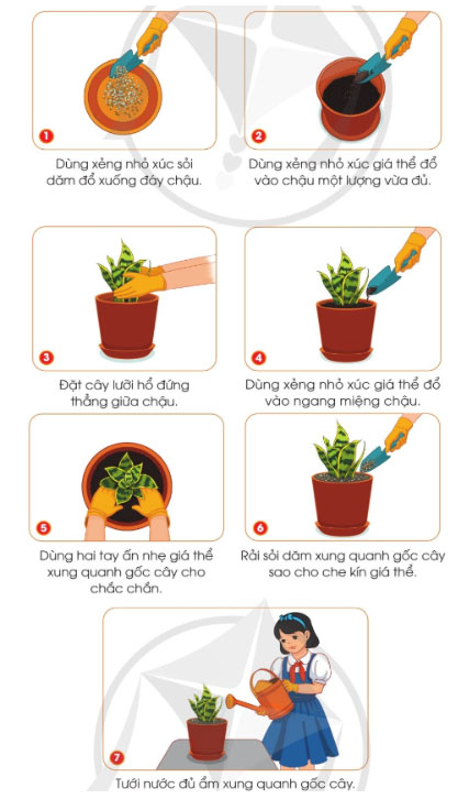 Trồng và chăm sóc cây cảnh trong chậu