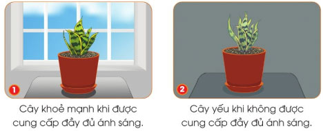 Trồng và chăm sóc cây cảnh trong chậu