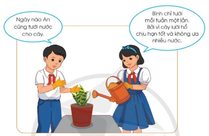 Trồng và chăm sóc cây cảnh trong chậu