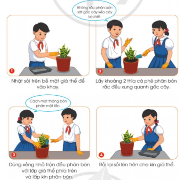 Trồng và chăm sóc cây cảnh trong chậu