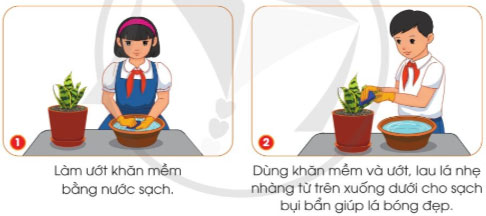 Trồng và chăm sóc cây cảnh trong chậu