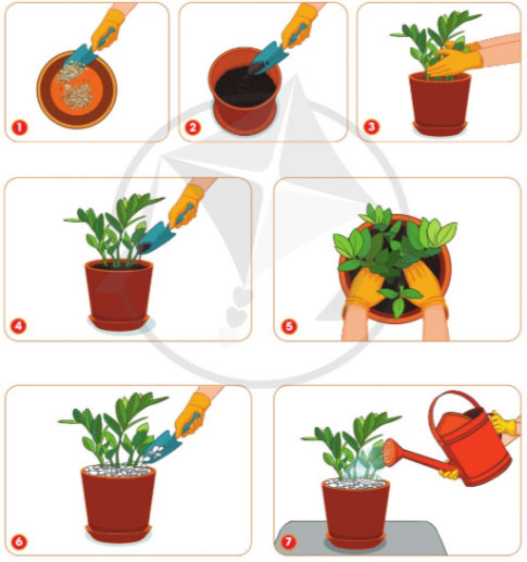 Trồng và chăm sóc cây cảnh trong chậu