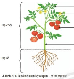 Các cấp độ tổ chức trong cơ thể đa bào