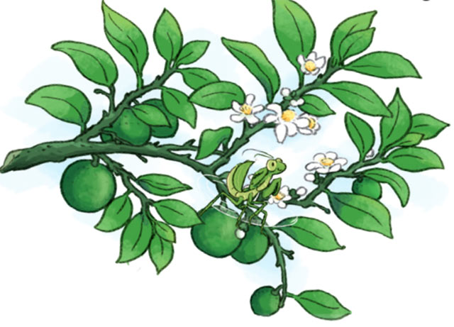 Trứng bọ ngựa nở