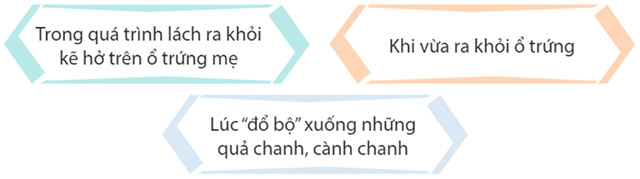 Trứng bọ ngựa nở