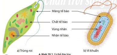 Cơ thể đơn bào