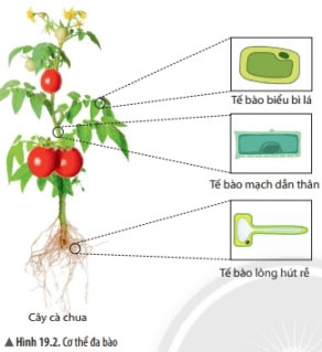 Cơ thể đa bào