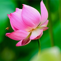 Dẫn chứng về vẻ đẹp tâm hồn