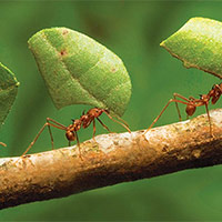 Văn mẫu lớp 9: Dàn ý Nghị luận về đức tính chăm chỉ