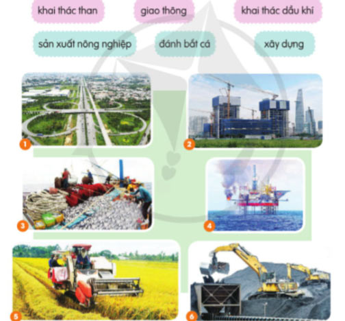 Đàn bò gặm cỏ