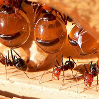 Văn mẫu lớp 11: Viết bài văn nghị luận về mối quan hệ giữa con người với tự nhiên trong bài Kiến và người