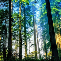 Viết bài văn nghị luận về mối quan hệ giữa con người với tự nhiên trong bài Muối của rừng