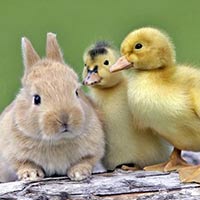 Tiếng Anh lớp 4 Unit 5: Lesson 1