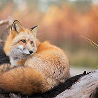 Tiếng Anh lớp 4 Unit 5: Lesson 4