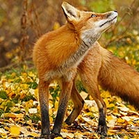 Tiếng Anh lớp 4 Unit 5: Lesson 5