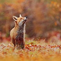 Tiếng Anh lớp 4 Unit 5: Lesson 6