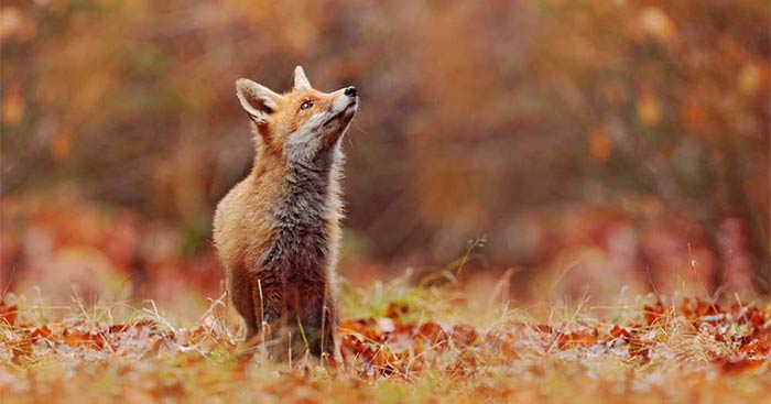 Tiáº Ng Anh Lá P 4 Unit 5 Lesson 6 Trang 85 Explore Our World