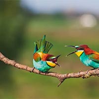 Tiếng Anh lớp 4 Unit 5: Lesson 8