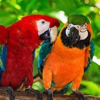 Tiếng Anh lớp 4 Unit 5: Lesson 9