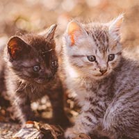 Tiếng Anh lớp 4 Unit 5: Value