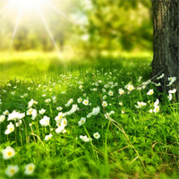 Phân tích bài thơ Tình ca ban mai 