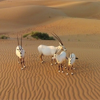 Viết bài giới thiệu ngắn về cảnh quan hoang mạc của khu vực Tây Nam Á