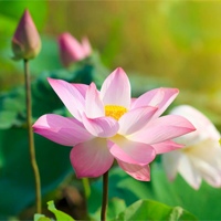 Văn mẫu lớp 12: Đoạn văn suy nghĩ về chủ đề Sứ mệnh của hoa là nở