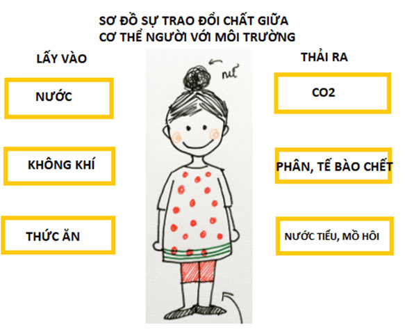 Trao đổi chất ở người