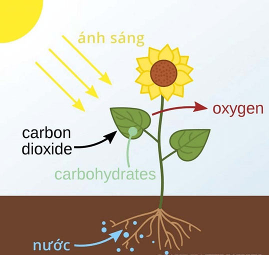 Quang hợp ở thực vật