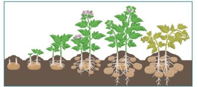 Sinh trưởng và phát triển ở cây khoai tây