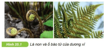 Quan sát đại diện ngành Dương xỉ