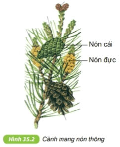 Quan sát đại diện ngành Dương xỉ