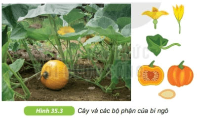 Quan sát đại diện ngành Dương xỉ