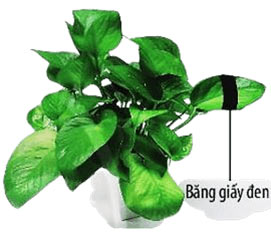 Thực hành chứng minh quang hợp ở cây xanh