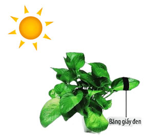 Thực hành chứng minh quang hợp ở cây xanh