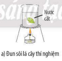 Thực hành chứng minh quang hợp ở cây xanh