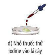 Thực hành chứng minh quang hợp ở cây xanh