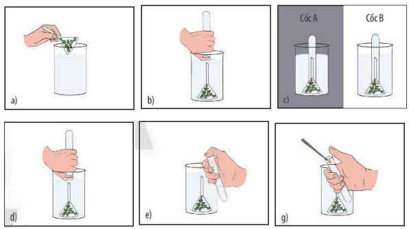 Thực hành chứng minh quang hợp ở cây xanh