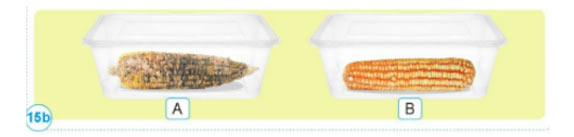 Câu hỏi quan sát trang 70