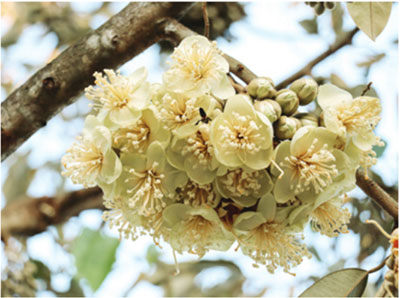 Luyện viết đoạn văn miêu tả cây cối