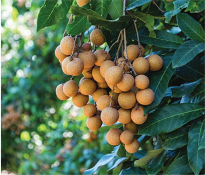 Luyện viết đoạn văn miêu tả cây cối