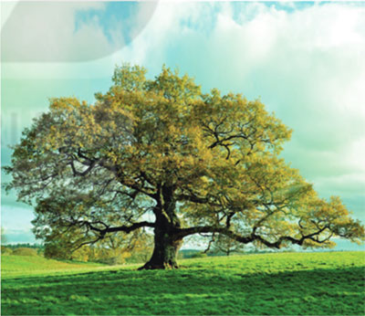 Luyện viết đoạn văn miêu tả cây cối