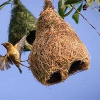 Sinh học 11: Ôn tập chương II