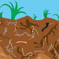 Sinh học 11 Bài 19: Khái quát về sinh trưởng và phát triển ở sinh vật