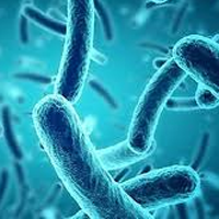 Sinh học 11 Bài 20: Sinh trưởng và phát triển ở thực vật