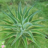 Đọc: Kì lạ thế giới thực vật ở Nam Mỹ - Tiếng Việt 4 Chân trời sáng tạo