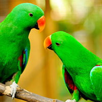 Viết: Quan sát, tìm ý cho bài văn miêu tả con vật - Tiếng Việt 4 Chân trời sáng tạo