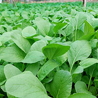 Viết bài văn tả một vườn rau hoặc một vườn hoa mà em thích