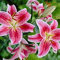 Viết đoạn văn tả màu sắc, hương thơm của một số loài hoa trong vườn hoa