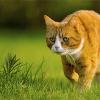 Viết: Lập dàn ý cho bài văn miêu tả con vật - Tiếng Việt 4 Chân trời sáng tạo